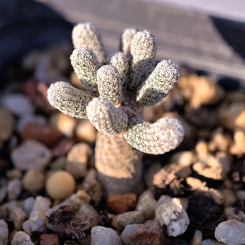 迷你牧师小人树仙人球娇丽球属多肉植物花卉绿植室内盆栽阳台好养