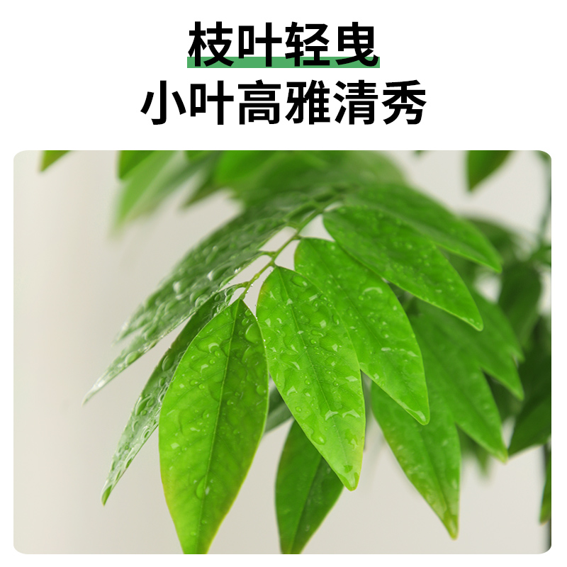 黄花梨盆栽阳台办公室绿植好养活植物四季原生苗庭院名贵树苗盆景