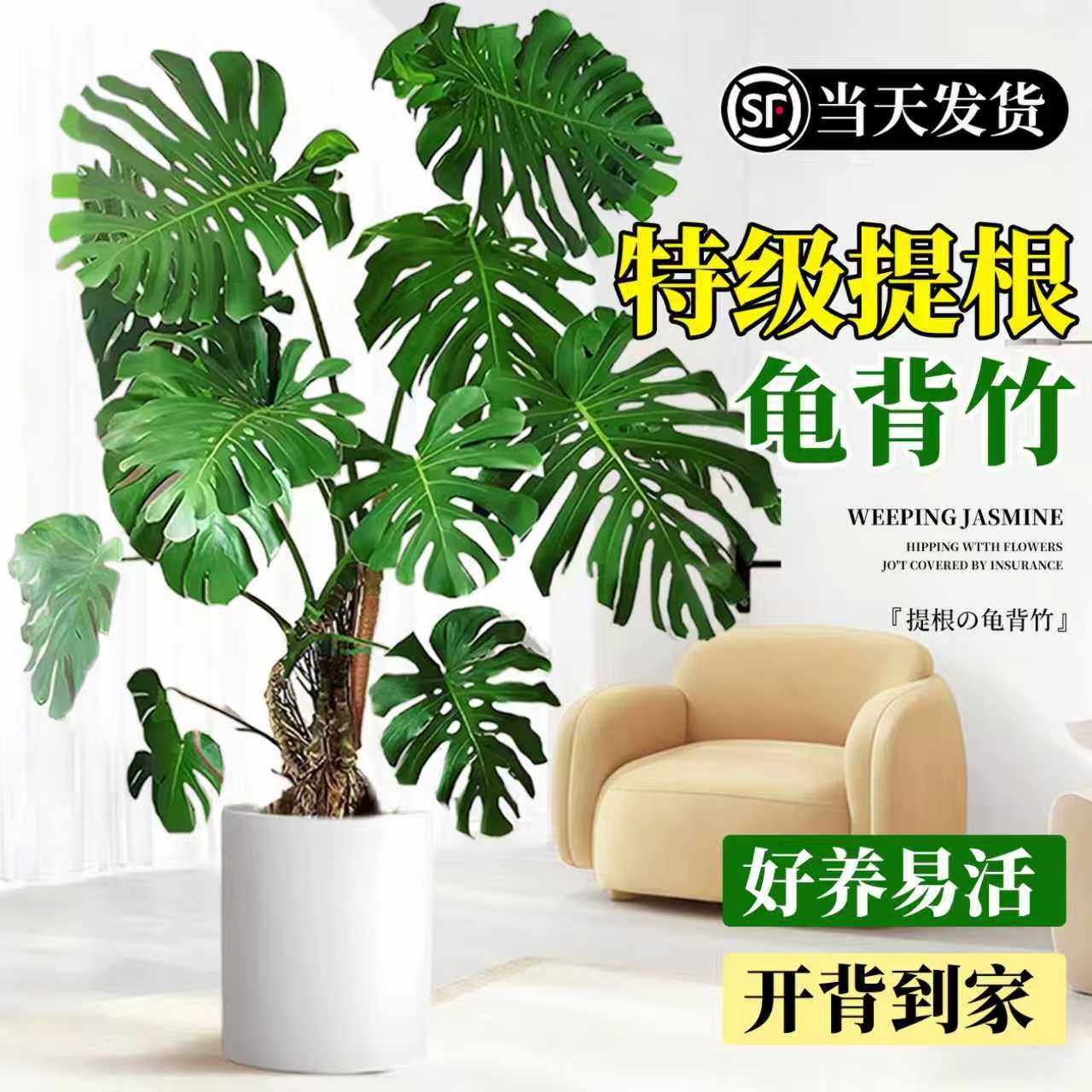 龟背竹客厅大盆栽室内客厅大叶老桩植物电视柜旁边大型绿植落地,鲜花速递/花卉仿真/绿植园艺,大型绿植/成品组合盆栽,淘宝优惠券,粉丝福利购,淘宝优惠卷