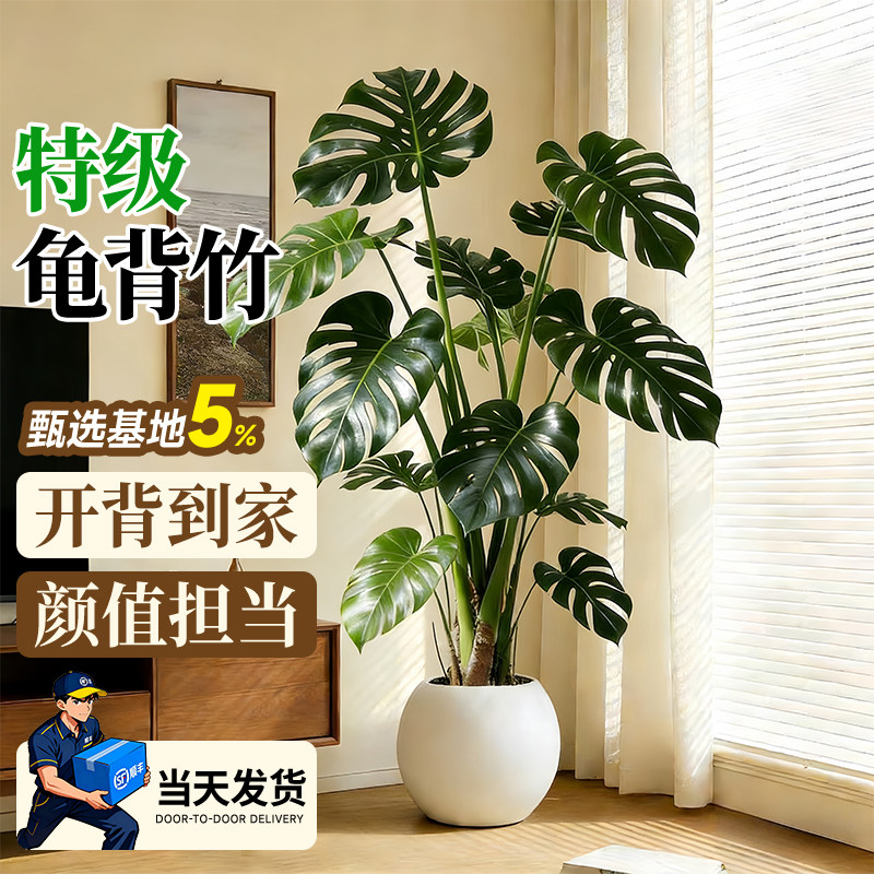 龟背竹客厅绿植室内大型盆栽高级感大叶老桩落地植物盆景四季好养,鲜花速递/花卉仿真/绿植园艺,大型绿植/成品组合盆栽,淘宝优惠券,粉丝福利购,淘宝优惠卷