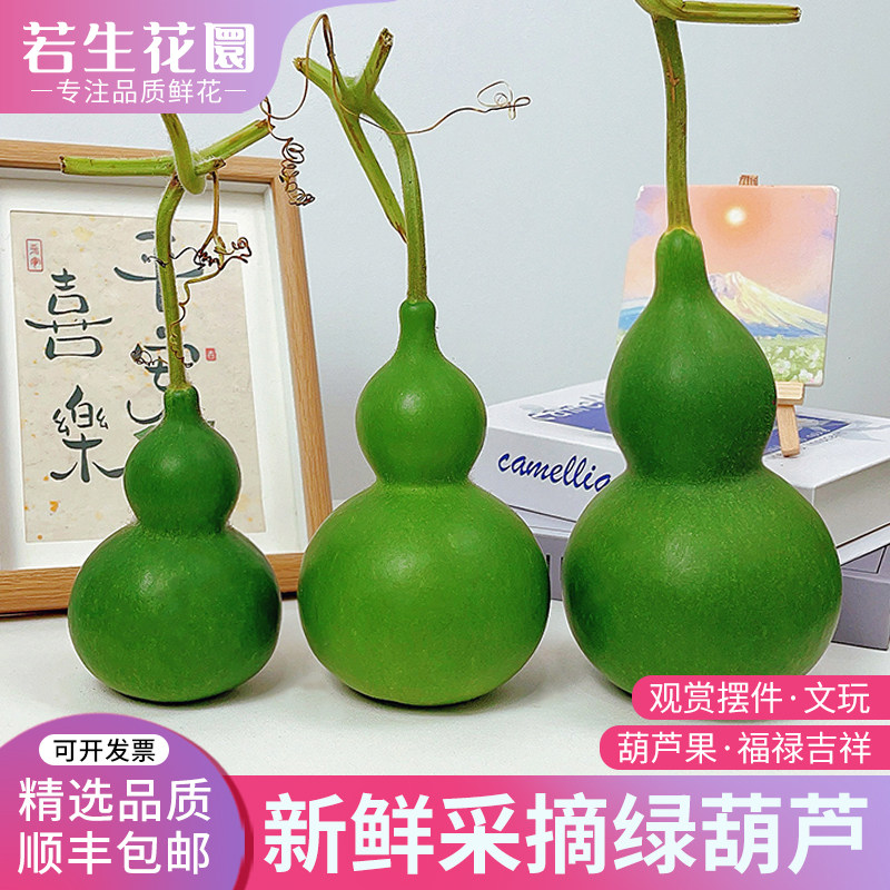 【精选品质】新鲜葫芦果