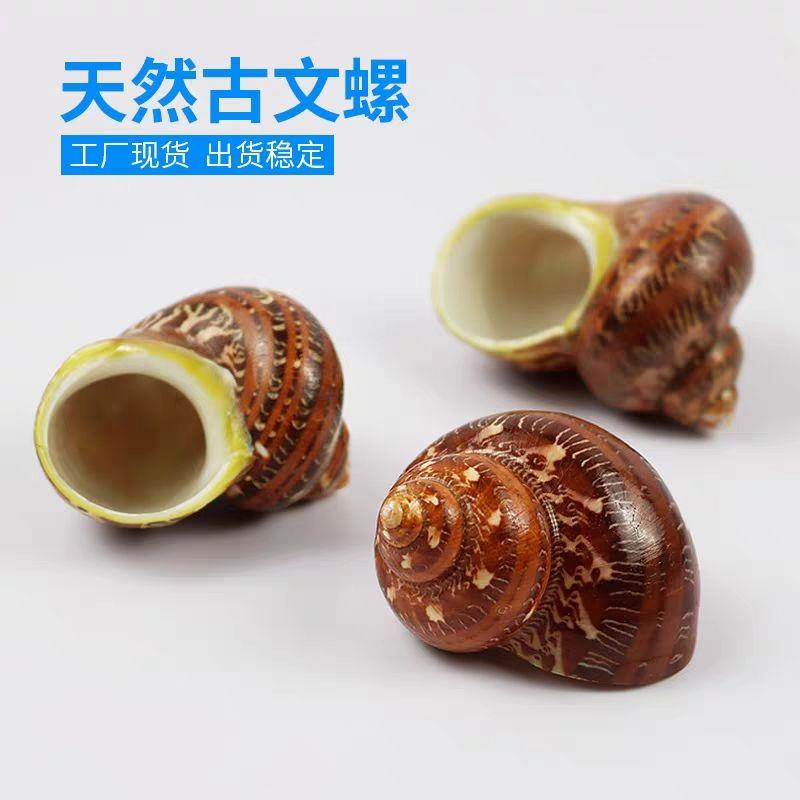 天然超大古文海螺贝壳海
