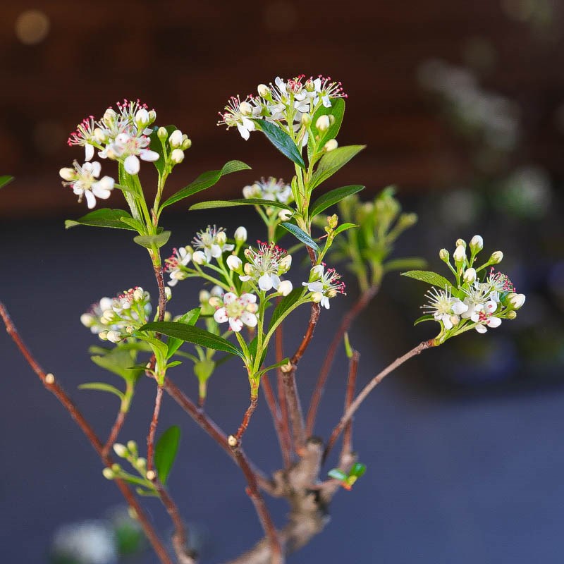 精品镰柄花朵繁茂挂果丰富形态美观观赏盆景好养绿植花卉园艺饱满