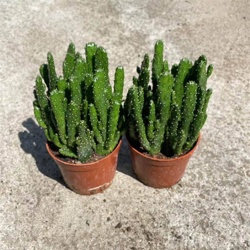 招财手发财树仙人掌招财多肉仙人掌摇钱树盆栽室内办公桌净化空气