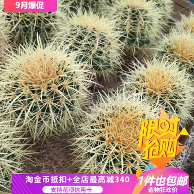 狂刺金琥12择优可选仙人球庭院绿植植物稀有品种一物一拍多肉3/22