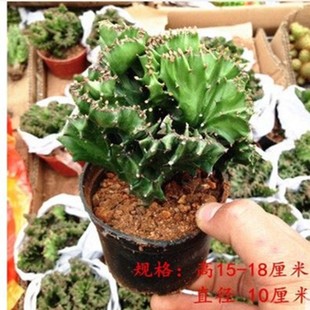 多肉植物彩麒麟盆栽【种植好包装不会坏】玉麒麟绿植花卉
