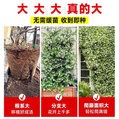 风车茉莉爬藤植物老桩大苗四季开花阳台盆栽庭院爬墙花卉耐寒好养