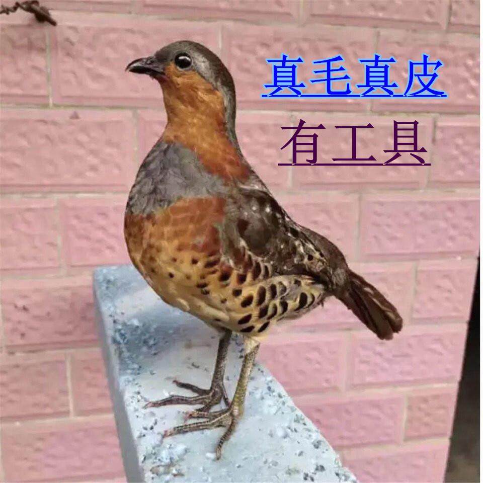 新款竹鸡假媒竹鸡模型园林竹鸡户外竹鸡摆件室外彷真羽毛竹鸡模型