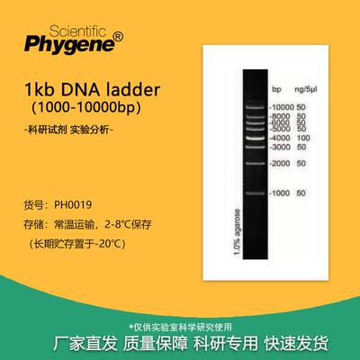 1kb DNA Ladder Marker（1000-10000bp）100T [PH0019 PHYGENE]