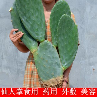正宗米邦塔仙人掌新鲜可食用仙人掌药用外敷仙人掌食用仙人掌叶插