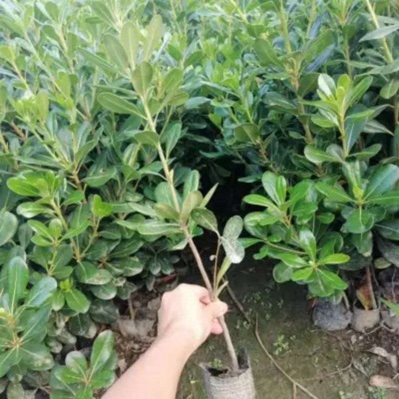 庭院绿化树苗海桐树四季常青气味芳香绿植物围墙绿篱笆围墙