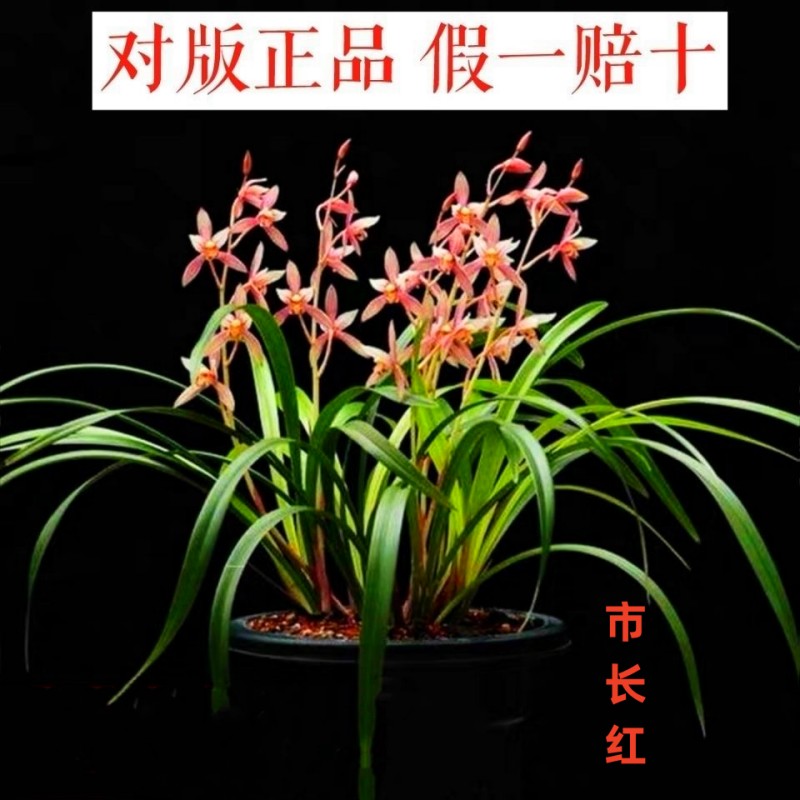 市长红兰花苗带花苞浓香红花卉四季兰小国魂彩虹仙子室内好养绿植