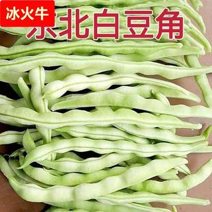 东北农家白大架白豆角白架豆白不老扁豆芸豆现摘新鲜蔬菜5斤包邮