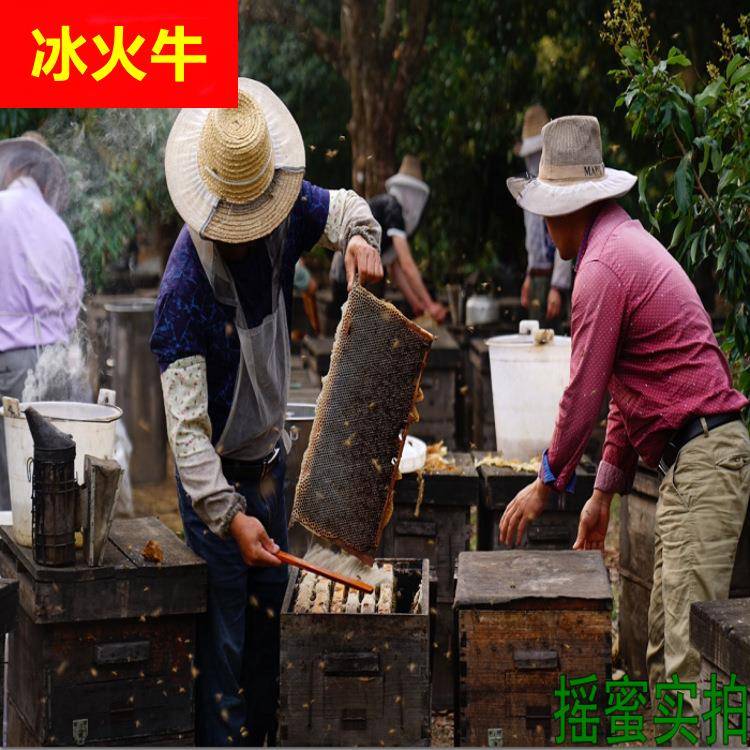 高州深山农家土蜂巢蜜液态瓶装500g荔枝蜜龙眼蜜纯正特靓级蜂蜜