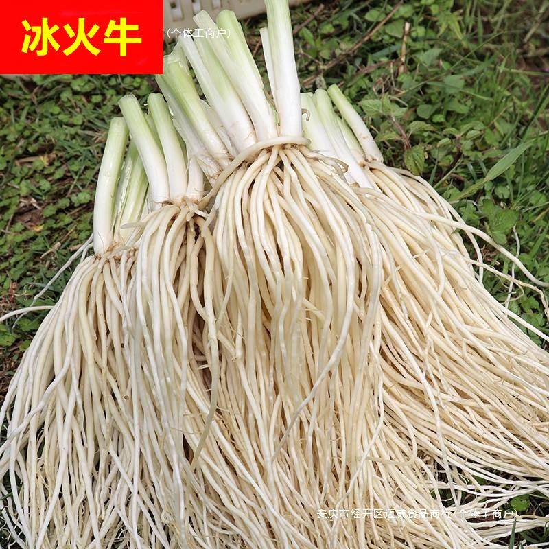 云南德宏新鲜撇菜根苤菜根大韭菜根月子良菜可腌制500克新鲜蔬菜