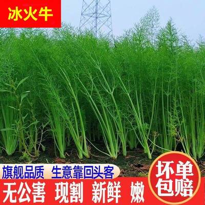 小茴香菜新鲜时令绿色蔬菜农家嫩茴香苗大茴香