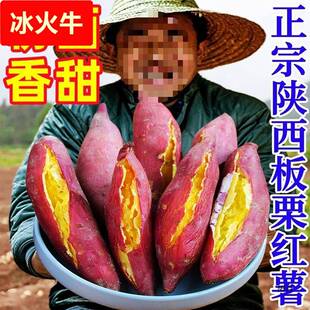 陕西临潼红薯板栗地瓜蜜薯沙地黄心番薯山芋农家自种