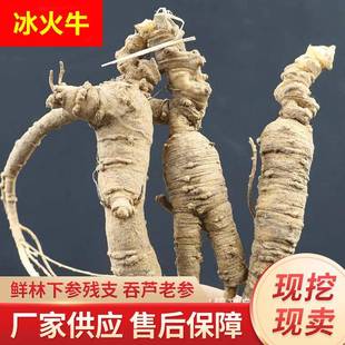 新鲜林下参池底参残支断须断头15年长白山移山参吃货炖汤泡酒人参