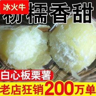 白心板栗红薯新鲜沙地农家红皮番薯老品种白瓤地瓜粉面甜山芋