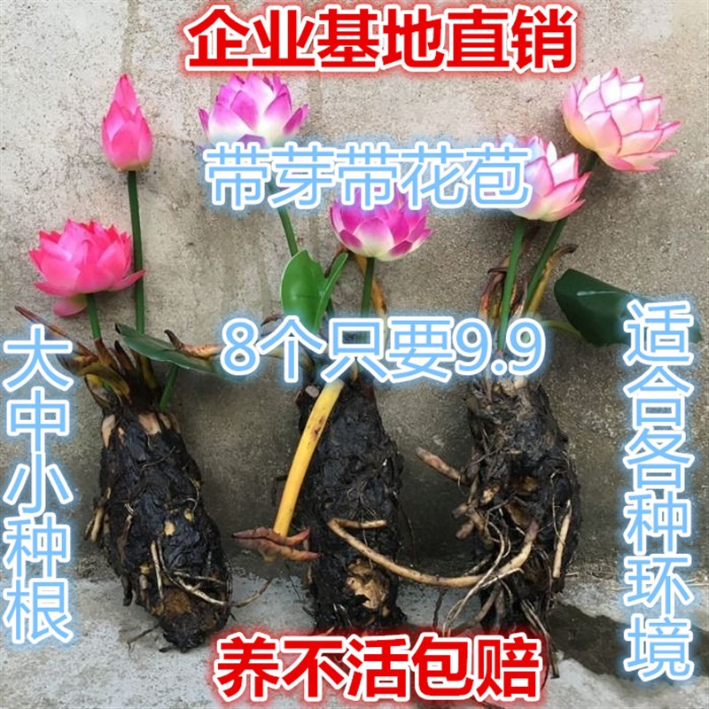 鱼池水缸河道种植睡莲老根大小带芽根苗 莲花苗水生花卉植物碗莲