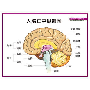 大脑解剖图人体脑部神经结构大挂图人体器官解剖图示意图海报