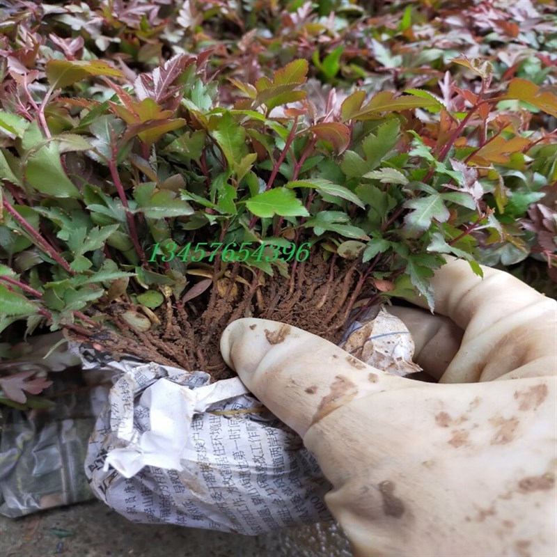 鸟梨苗棠梨苗鸟梨芽苗实生苗直生苗嫁接桂花金秋梨砧木苗杜梨小苗