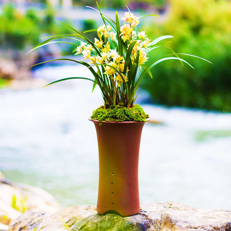 富山奇蝶兰花盆栽大众国兰场建兰四季兰花苗带花苞兰草花卉品种