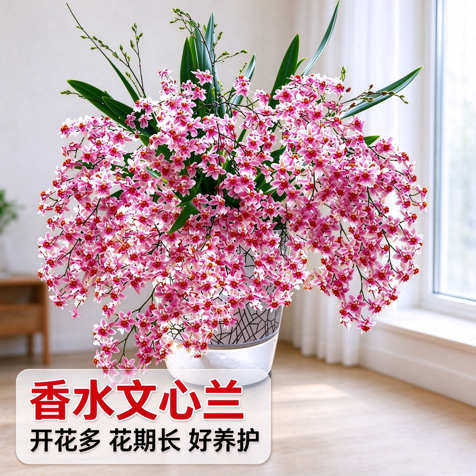 香水文心兰梦香浓浓奶香味花开上百朵 冬春带花苞出售桌面盆载