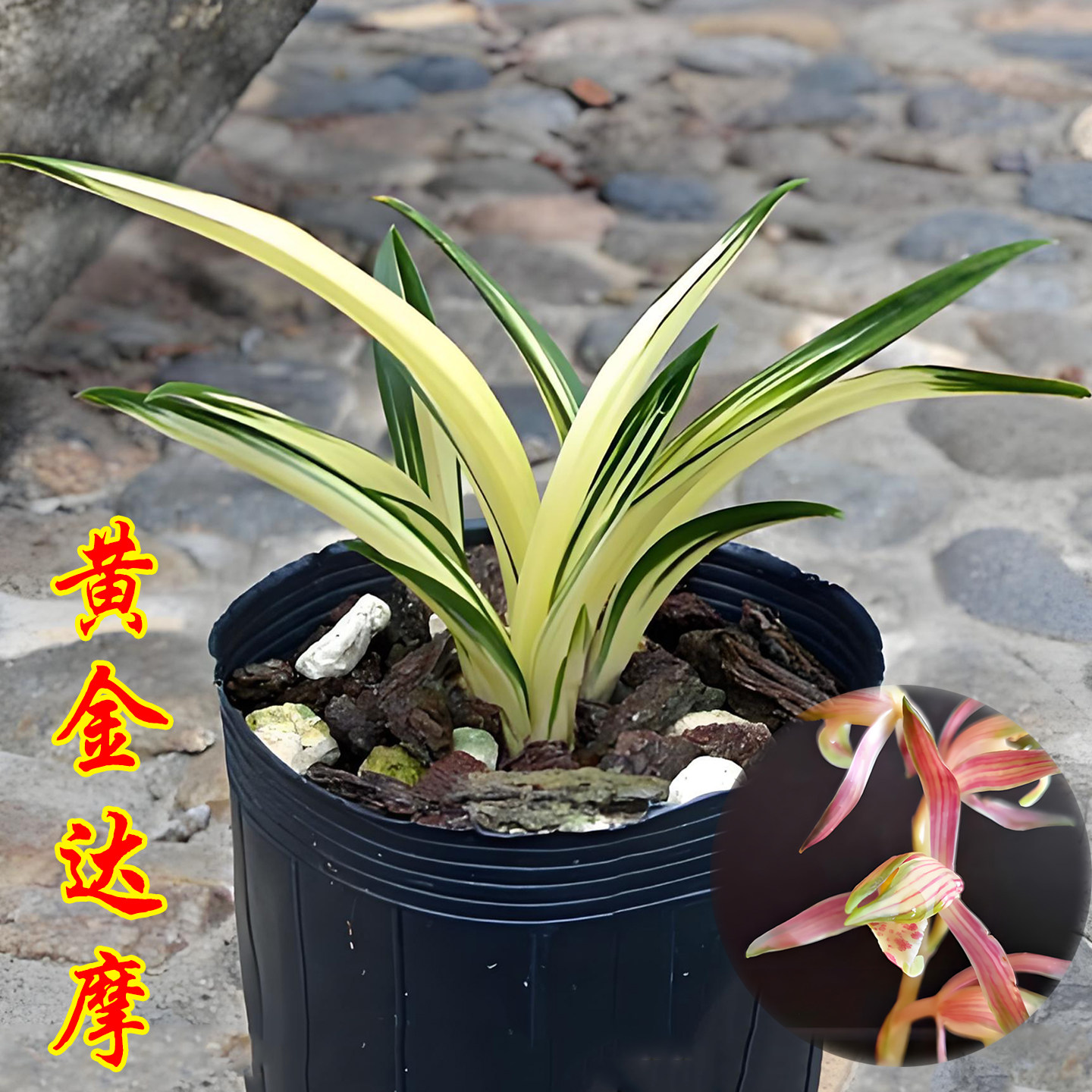 墨兰黄金达摩兰花盆栽冬带花苞