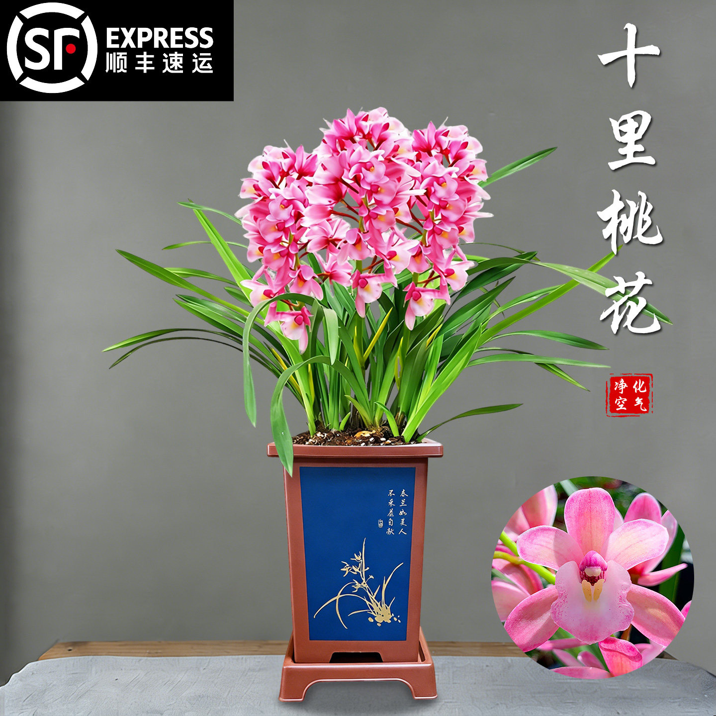 建兰十里桃花兰花盆栽冬带花苞