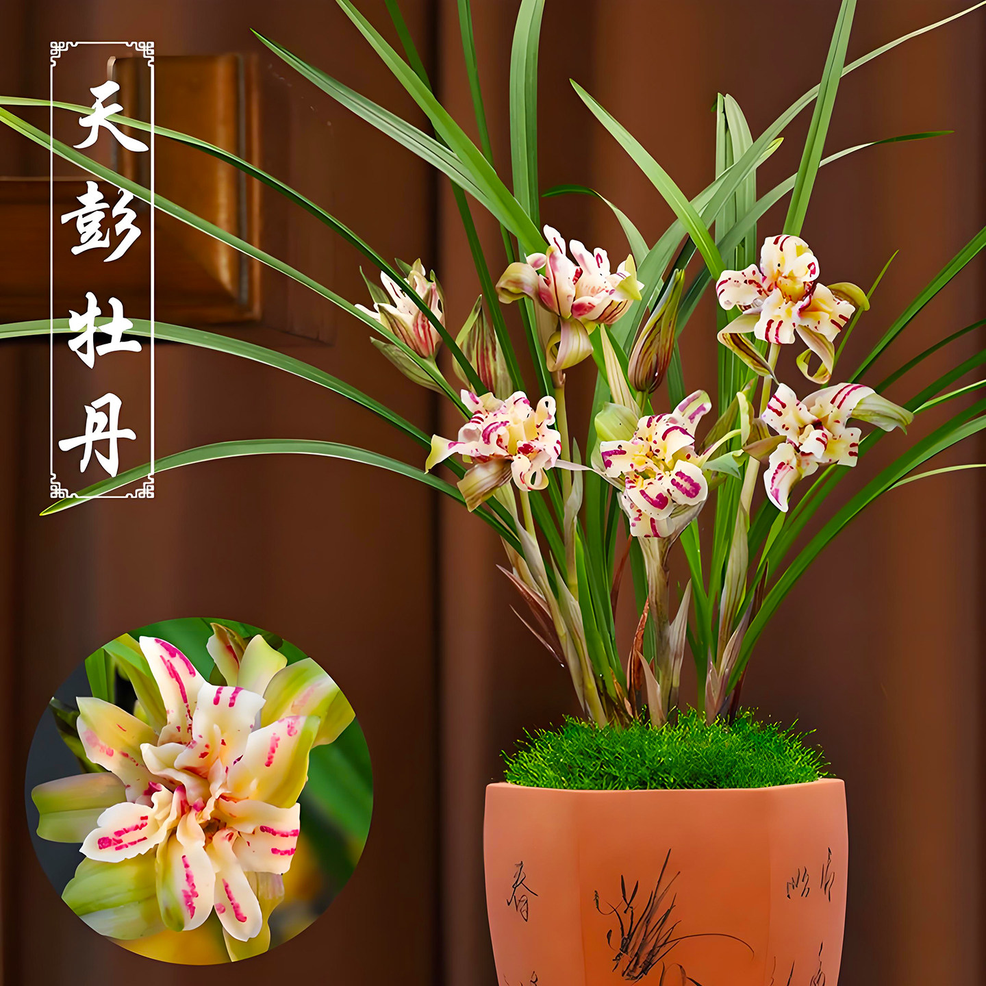 春兰天彭牡丹兰花盆栽现带花苞