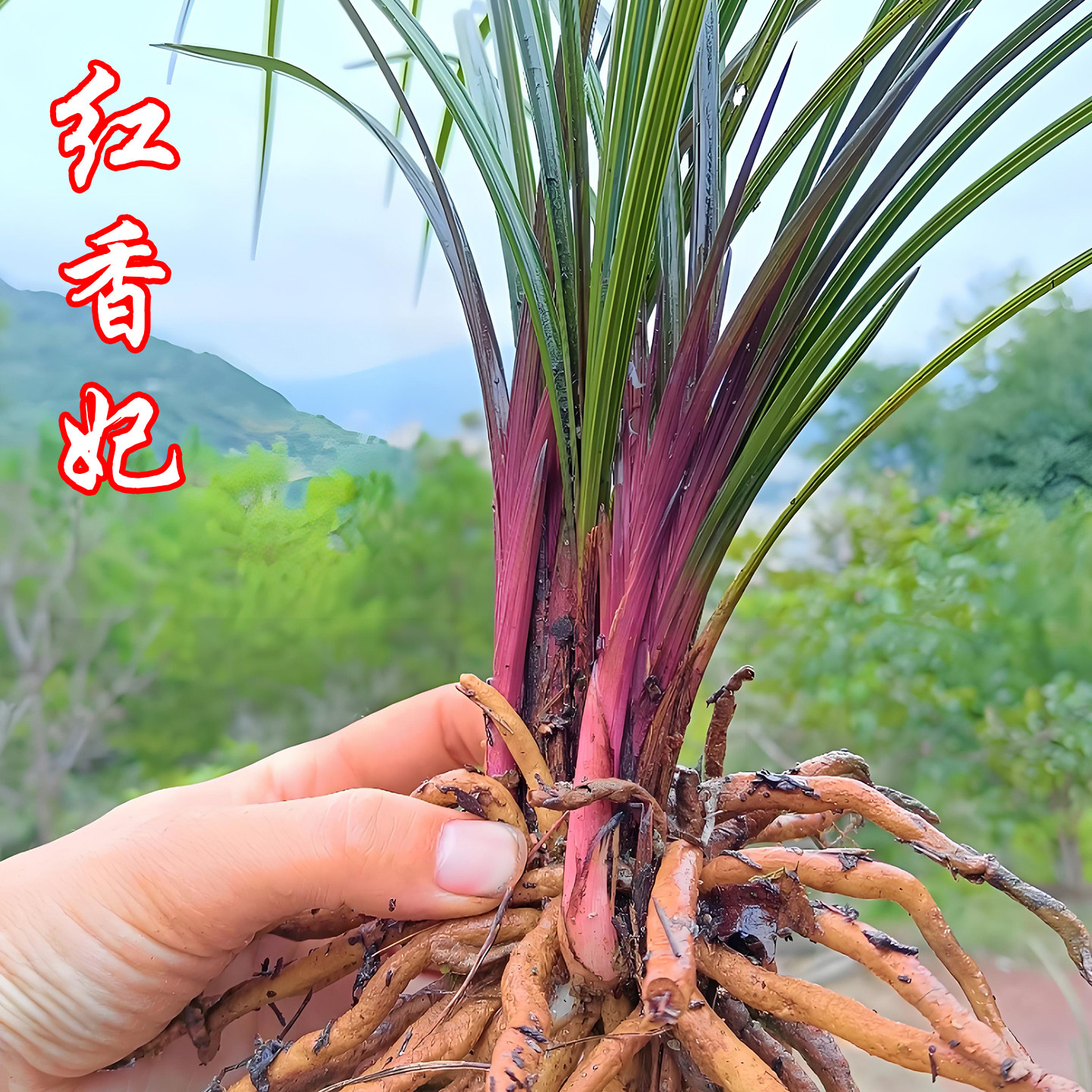 红香妃兰花盆栽浓香蕙兰兰花苗