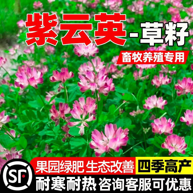 紫云英草种子四季高产畜牧养殖反复收割果园绿肥多年生高蛋白种籽