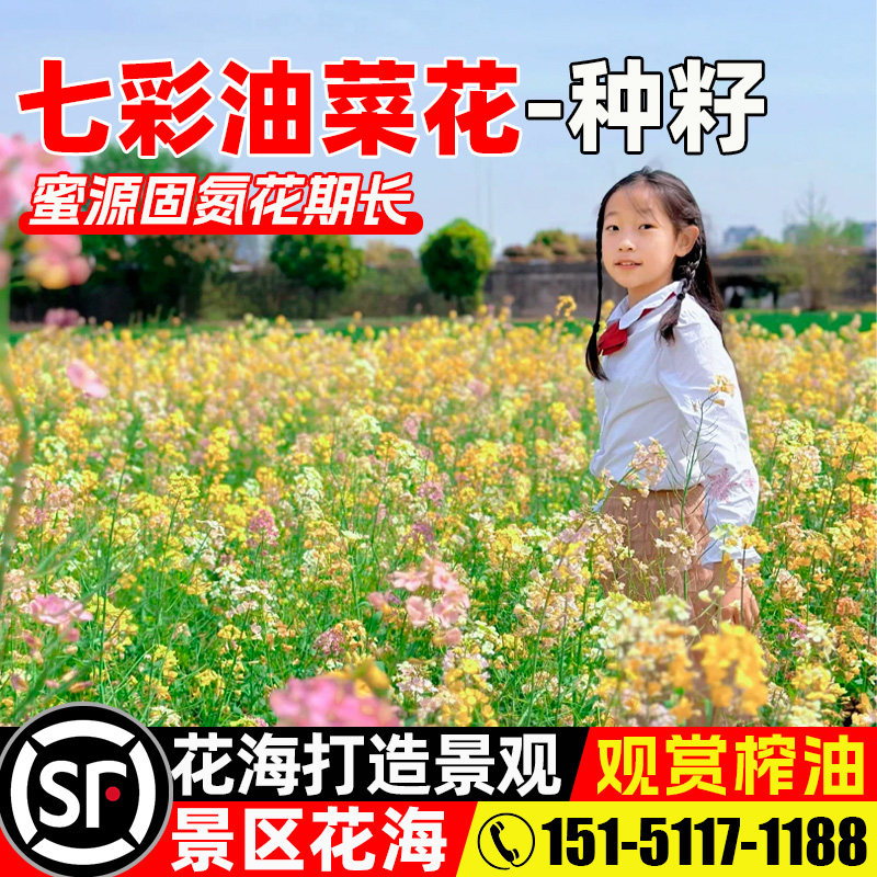 七彩油菜花景区花海景观绿化观赏
