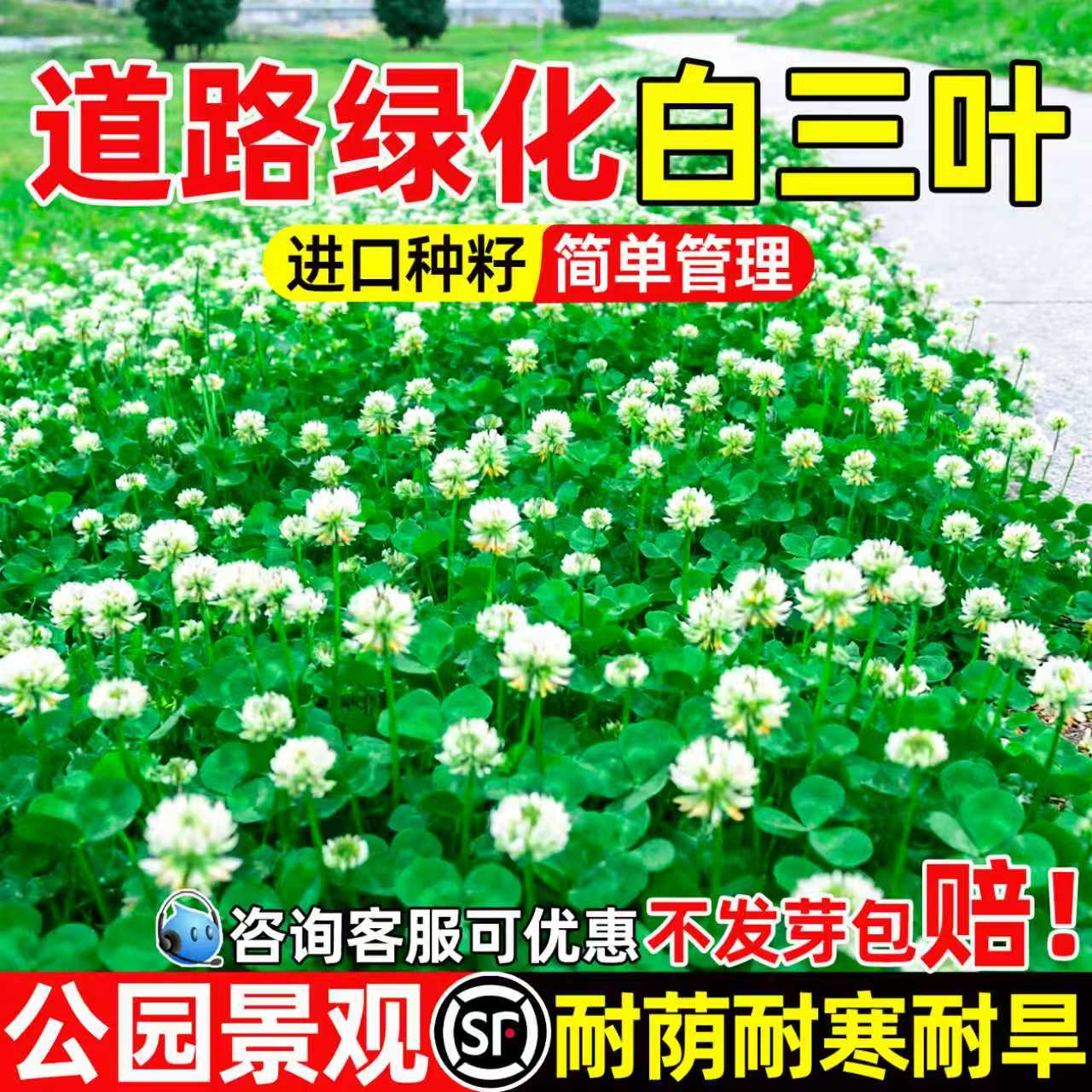 白三叶草籽四季常青果园绿肥种籽