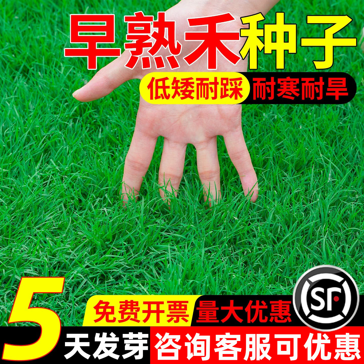 早熟禾草籽四季常青耐寒耐旱矮生耐践踏公园景区工程绿化草坪种子