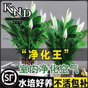 白掌盆栽一帆风顺绿萝箩花卉植物室内水培好养易活红掌绿植发财树