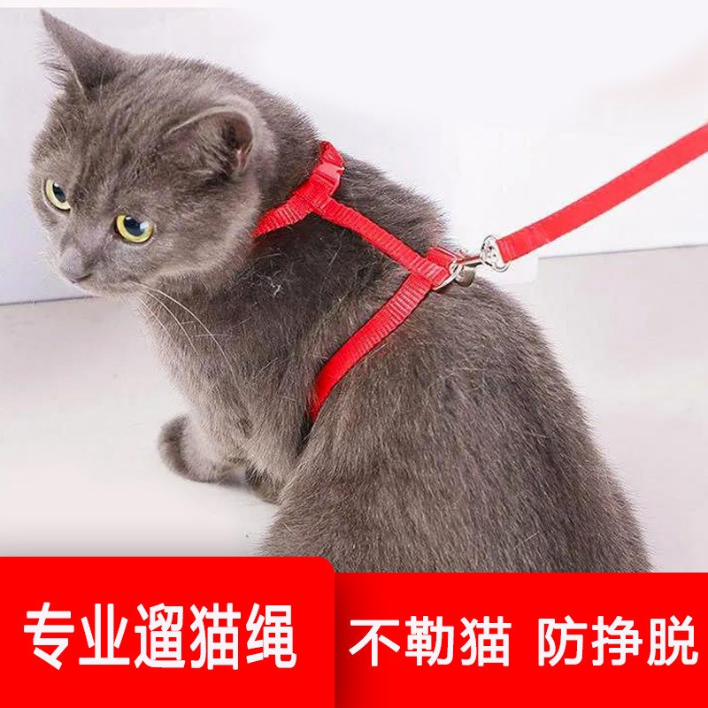 拴狗狗防挣脱网红茶杯犬宠物链可调节幼猫绳子兔绳猫咪用品项圈