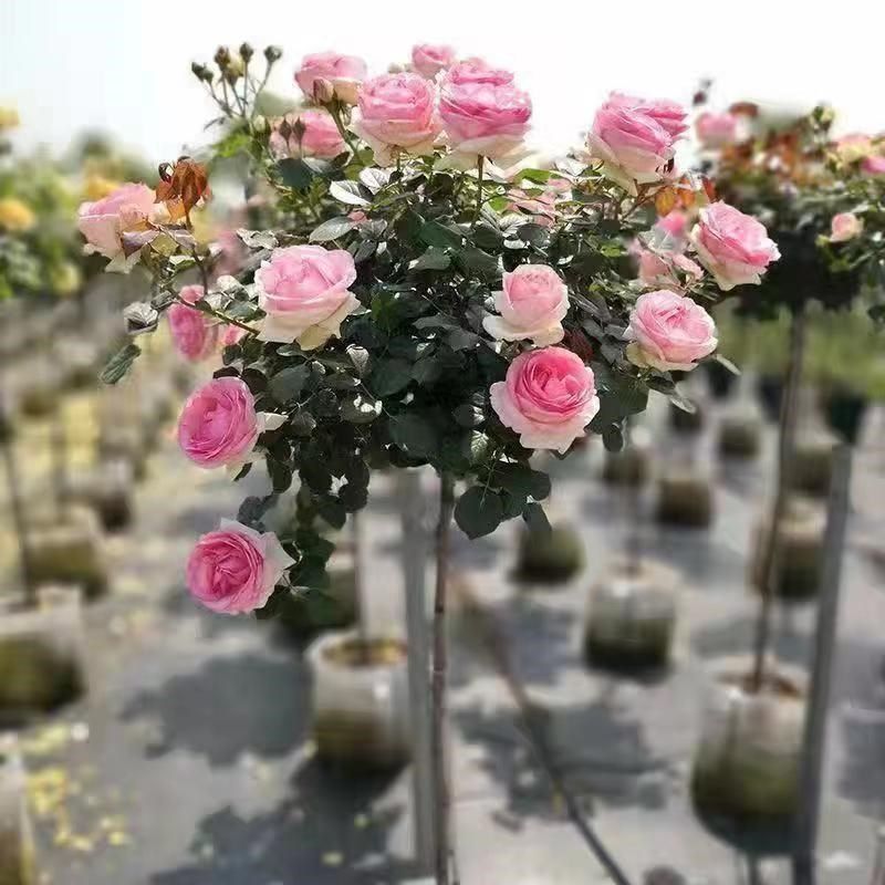花卉月季庭院高杆棒棒糖苗树桩四季特大玫瑰树状植物盆栽阳台开花