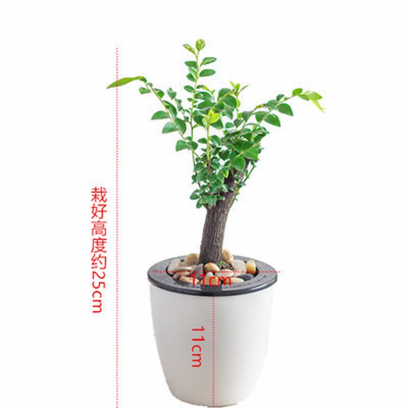 小叶紫檀盆景树苗黑骨茶树桩客厅室内盆栽绿植桌面懒人植物小盆栽