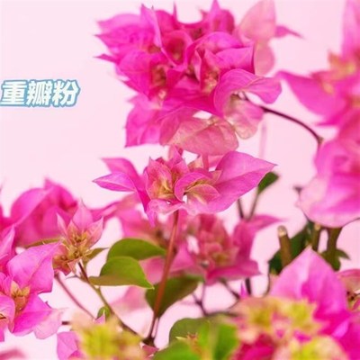 4色重瓣30元三角梅原生小苗袋苗重瓣红/重瓣粉/重瓣黄/重瓣怡景基