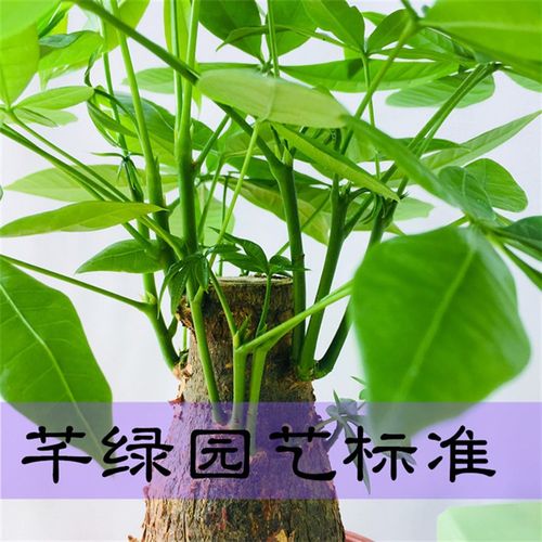 发财树桩大棵树头招财树客厅大型绿植水培植物室内除甲醛办公桌