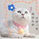 猫咪针织项圈可爱美短围脖无声铃铛手工编织脖子可调节狗狗小型犬