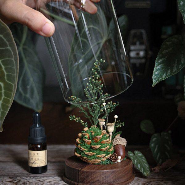 种籽造物????青松小森林香薰玻璃罩植物礼盒室内桌面扩香器摆件,家居饰品,香薰摆件,淘宝优惠券,粉丝福利购,淘宝优惠卷