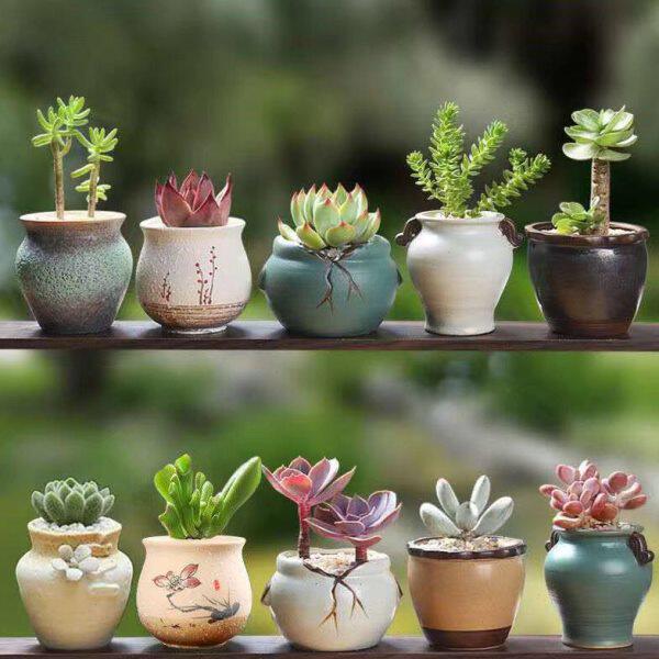 多肉带瓷盆植物组合套餐新手室内办公易养家用桌面仙人球肉肉含盆