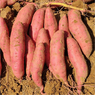 2025年新鲜西瓜红红薯粉糯香甜现挖现发农家种植地瓜河南兰考蜜薯