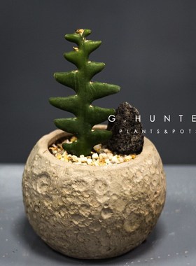 绿色捕手 鱼骨令箭植物盆栽 创意绿植 耐旱耐阴 锯齿昙花仙人掌科