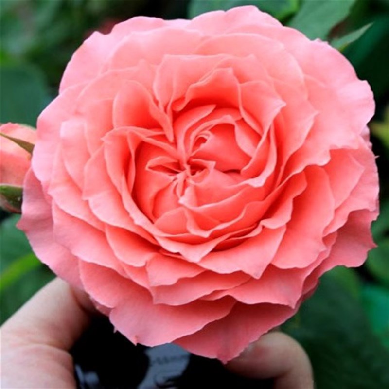 珊瑚果冻月季花苗四季可盆栽玫瑰开花特大花藤本花树蔷薇爬藤小苗