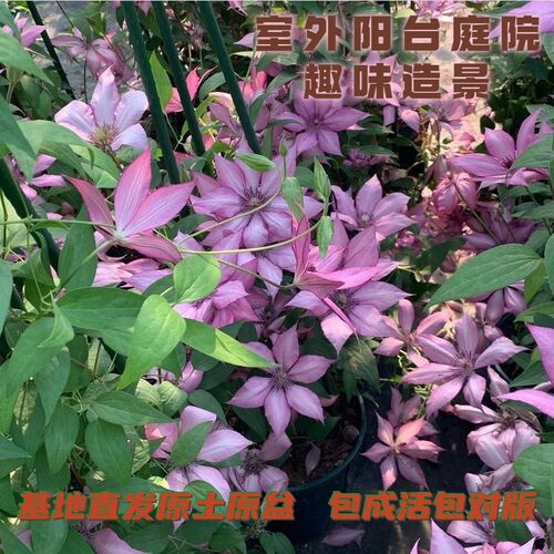 紫冬铁线莲新品小苗花卉盆栽倒影约瑟芬魔法喷泉庭院阳台爬藤植物
