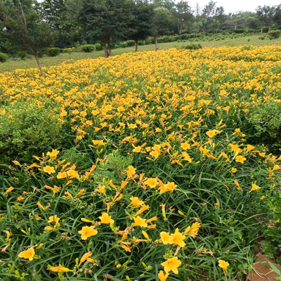 大花萱草 葱兰草 耐寒花u卉 金娃娃萱草萱草花苗 鸢尾苗庭院绿化